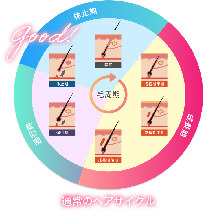 通常のヘアサイクル