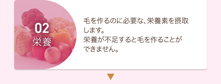 02栄養 毛を作るのに必要な、栄養素を摂取します。栄養が不足すると毛を作ることができません。