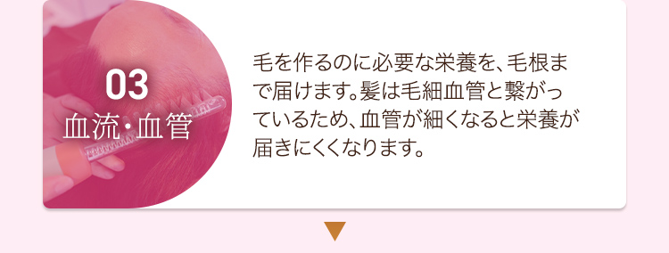 03血流・血管 毛を作るのに必要な栄養を、毛根まで届けます。髪は毛細血管と繋がっているため、血管が細くなると栄養が届きにくくなります。